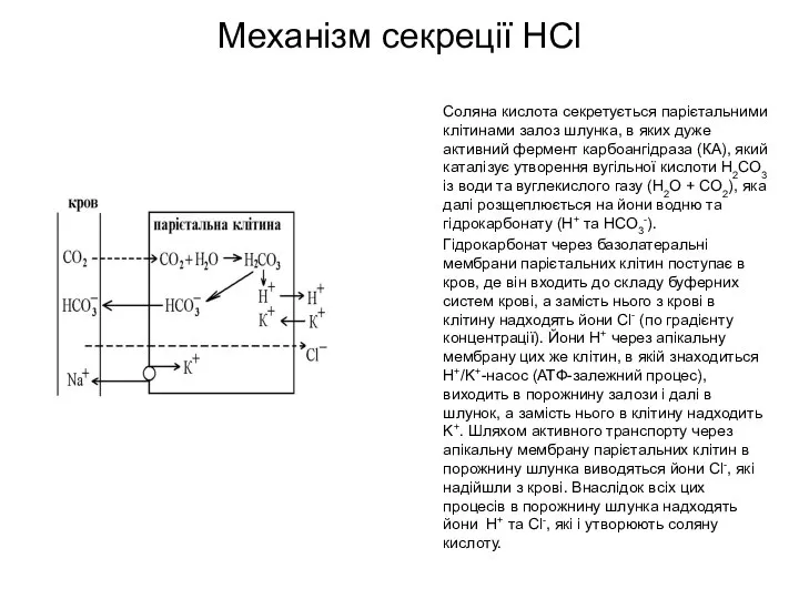 Механізм секреції HCl Соляна кислота секретується парієтальними клітинами залоз шлунка, в