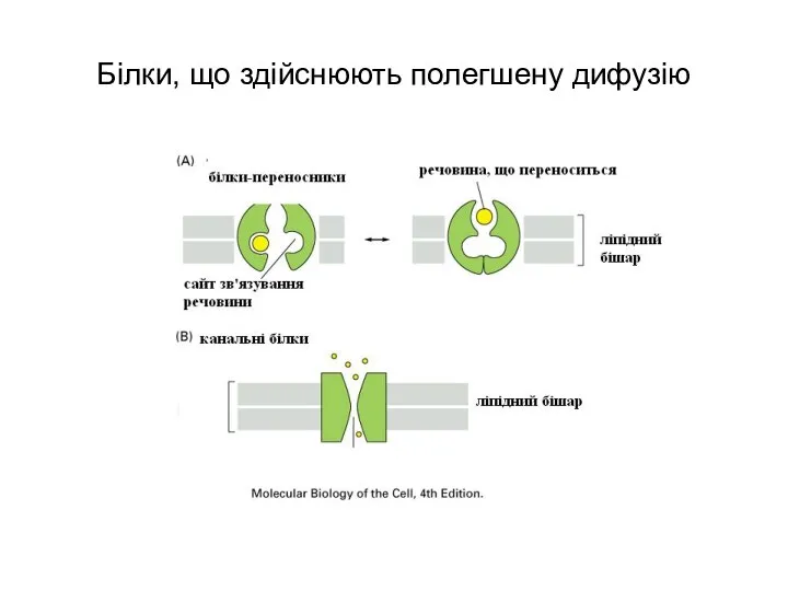 Білки, що здійснюють полегшену дифузію