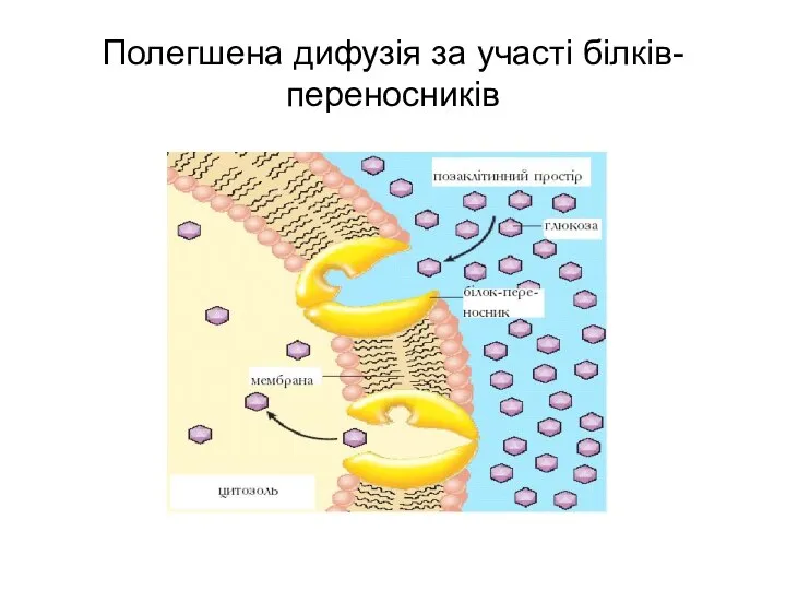 Полегшена дифузія за участі білків-переносників