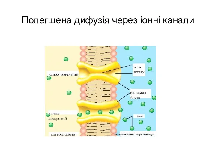 Полегшена дифузія через іонні канали