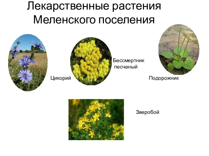 Лекарственные растения Меленского поселения Цикорий Бессмертник песчаный Подорожник Зверобой