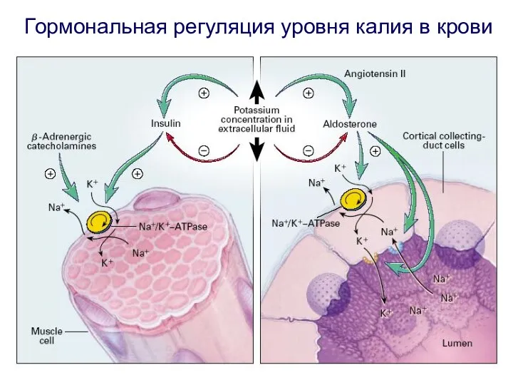 Гормональная регуляция уровня калия в крови