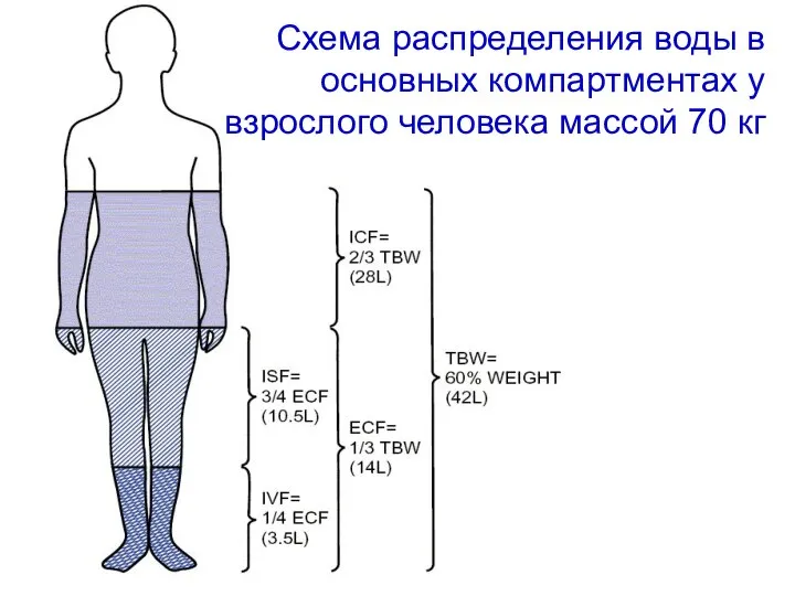 Схема распределения воды в основных компартментах у взрослого человека массой 70 кг