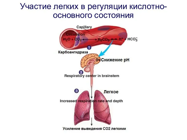 Участие легких в регуляции кислотно-основного состояния