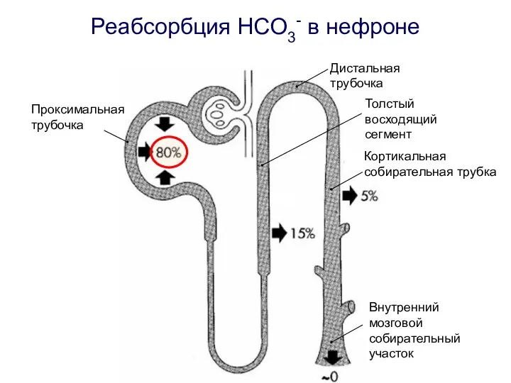 Проксимальная трубочка Толстый восходящий сегмент Дистальная трубочка Внутренний мозговой собирательный участок