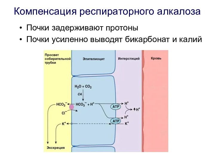 Компенсация респираторного алкалоза Почки задерживают протоны Почки усиленно выводят бикарбонат и калий