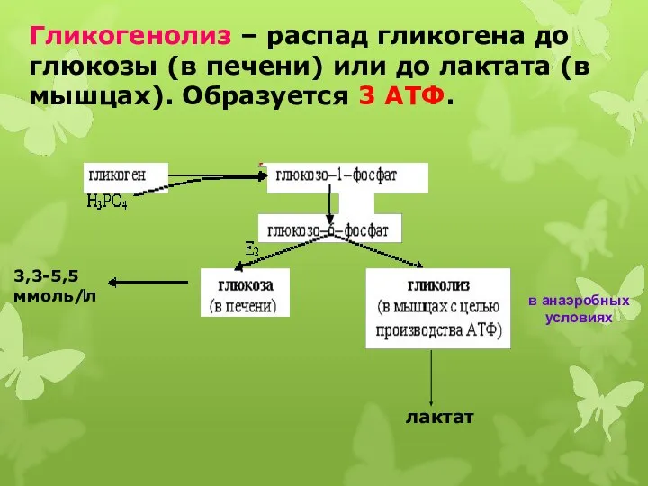 Гликогенолиз – распад гликогена до глюкозы (в печени) или до лактата