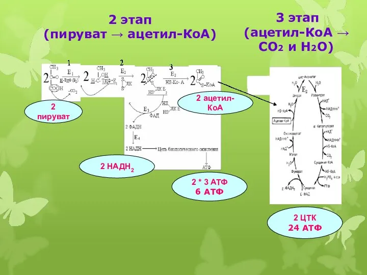 2 пируват 2 ацетил-КоА 2 НАДН2 2 * 3 АТФ 6