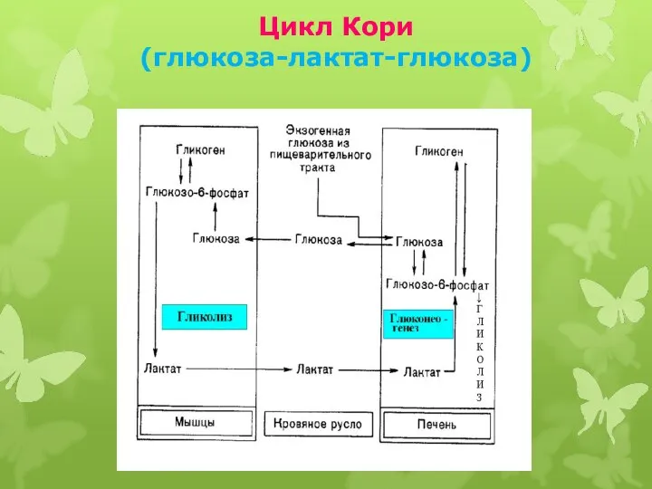 Цикл Кори (глюкоза-лактат-глюкоза)