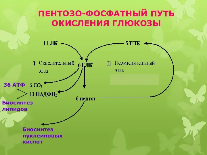 ПЕНТОЗО-ФОСФАТНЫЙ ПУТЬ ОКИСЛЕНИЯ ГЛЮКОЗЫ Биосинтез липидов Биосинтез нуклеиновых кислот 36 АТФ