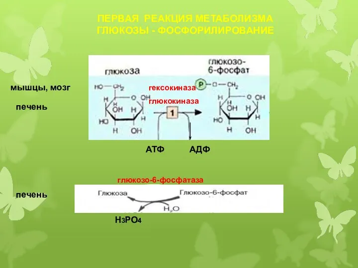 АТФ АДФ гексокиназа глюкокиназа ПЕРВАЯ РЕАКЦИЯ МЕТАБОЛИЗМА ГЛЮКОЗЫ - ФОСФОРИЛИРОВАНИЕ Н3РО4 глюкозо-6-фосфатаза печень печень мышцы, мозг