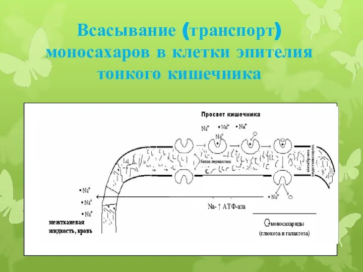 Всасывание (транспорт) моносахаров в клетки эпителия тонкого кишечника