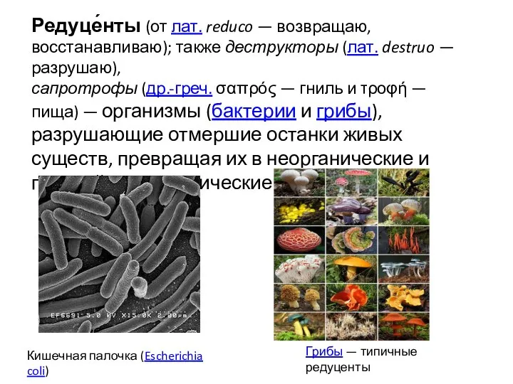 Редуце́нты (от лат. reduco — возвращаю, восстанавливаю); также деструкторы (лат. destruo