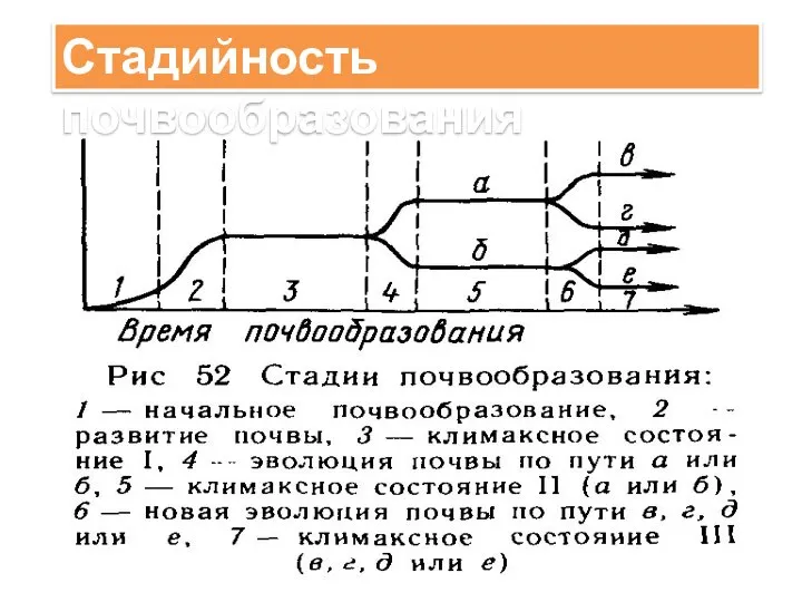 Стадийность почвообразования