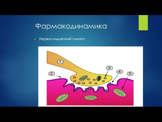 Фармакодинамика Нервно-мышечный синапс