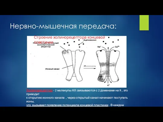 Нервно-мышечная передача: Холинорецептор - 2 молекулы АХ связываются с 2 доменами