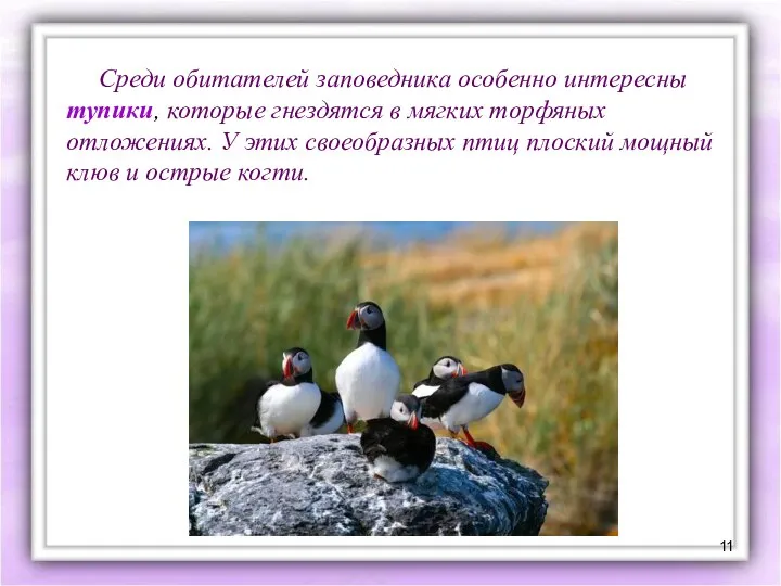 Среди обитателей заповедника особенно интересны тупики, которые гнездятся в мягких торфяных