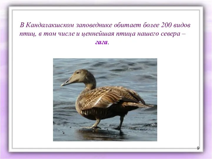 В Кандалакшском заповеднике обитает более 200 видов птиц, в том числе