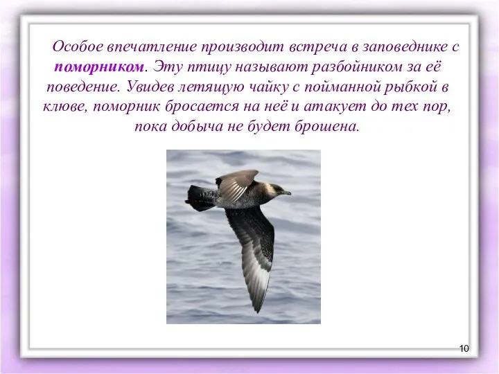 Особое впечатление производит встреча в заповеднике с поморником. Эту птицу называют