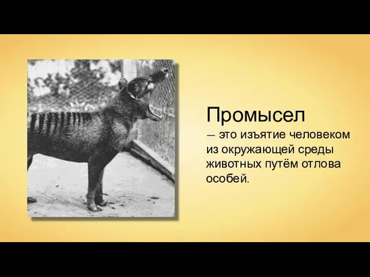 Промысел — это изъятие человеком из окружающей среды животных путём отлова особей.