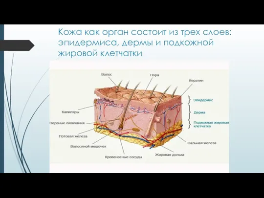 Кожа как орган состоит из трех слоев: эпидермиса, дермы и подкожной жировой клетчатки