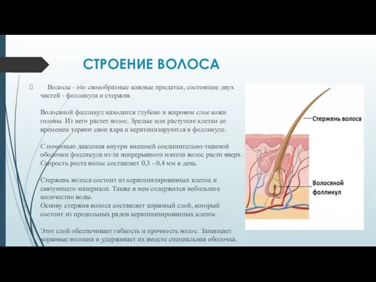 СТРОЕНИЕ ВОЛОСА Волосы - это своеобразные кожные придатки, состоящие двух частей