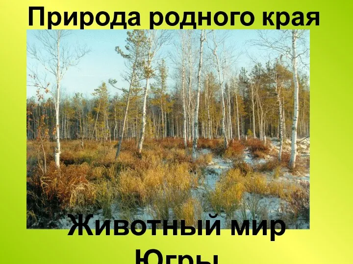 Природа родного края Животный мир Югры