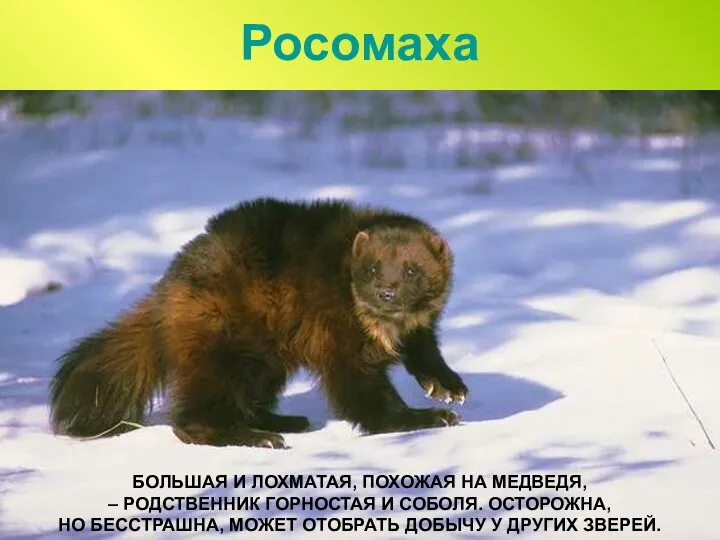 Росомаха БОЛЬШАЯ И ЛОХМАТАЯ, ПОХОЖАЯ НА МЕДВЕДЯ, – РОДСТВЕННИК ГОРНОСТАЯ И