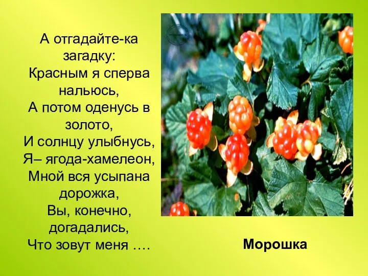 А отгадайте-ка загадку: Красным я сперва нальюсь, А потом оденусь в