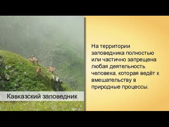 На территории заповедника полностью или частично запрещена любая деятельность человека, которая