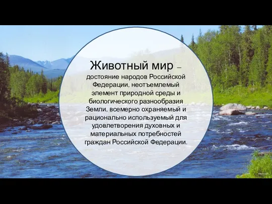 Животный мир — достояние народов Российской Федерации, неотъемлемый элемент природной среды