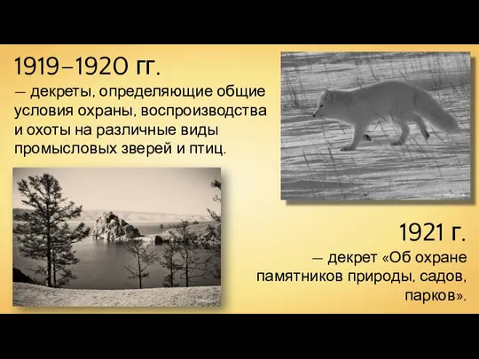 1919–1920 гг. — декреты, определяющие общие условия охраны, воспроизводства и охоты
