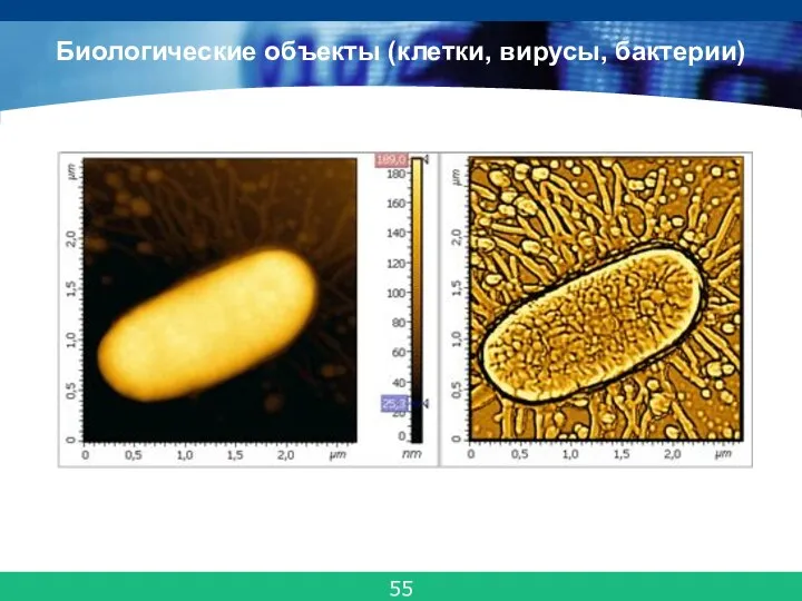 Биологические объекты (клетки, вирусы, бактерии) 55