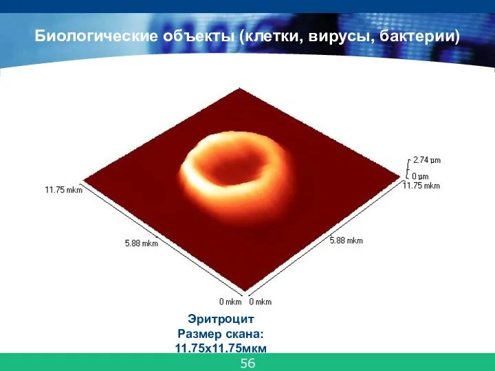 Эритроцит Размер скана: 11.75x11.75мкм Биологические объекты (клетки, вирусы, бактерии) 56