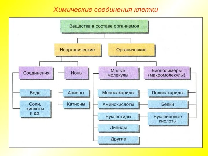 Химические соединения клетки