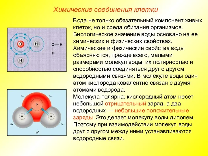 Химические соединения клетки Вода не только обязательный компонент живых клеток, но