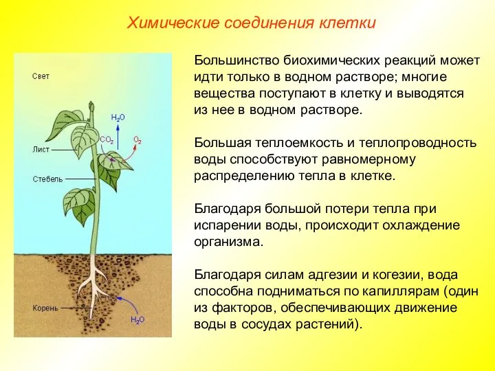 Химические соединения клетки Большинство биохимических реакций может идти только в водном