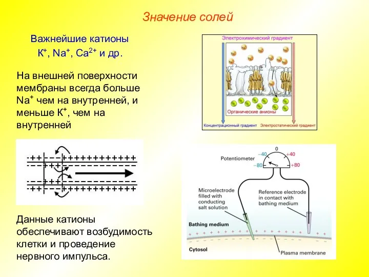 Значение солей Важнейшие катионы К+, Na+, Ca2+ и др. Данные катионы