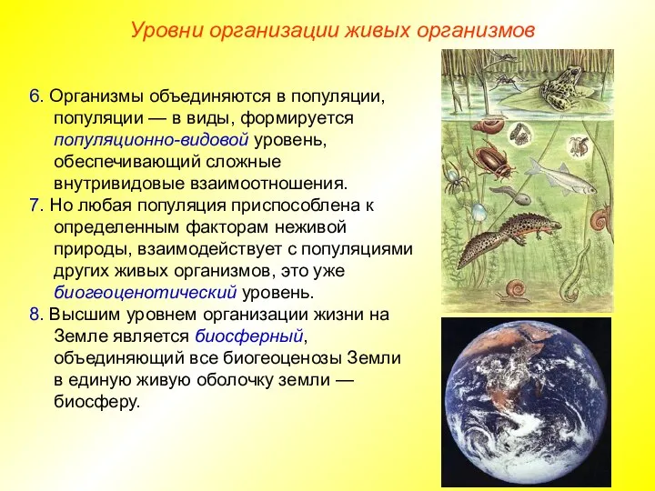 6. Организмы объединяются в популяции, популяции — в виды, формируется популяционно-видовой