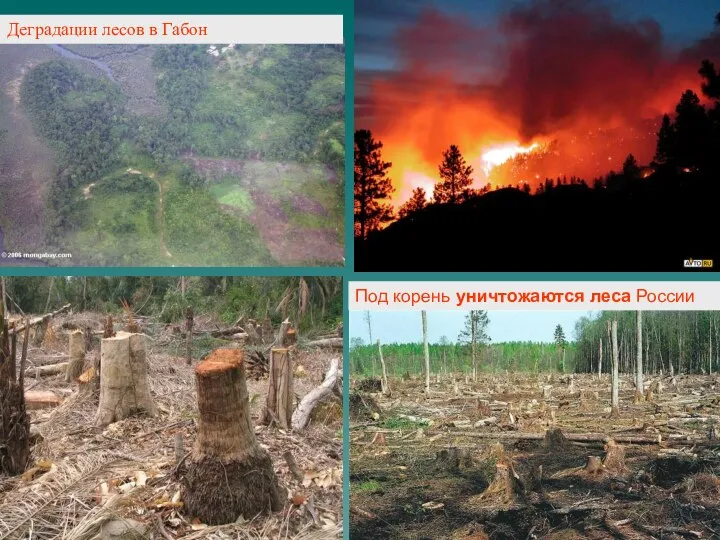 Деградации лесов в Габон Под корень уничтожаются леса России