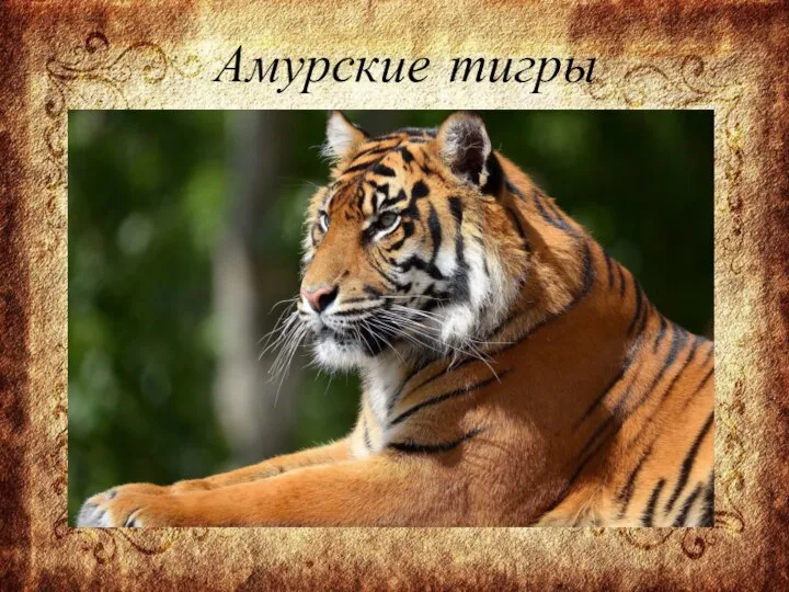 Амурские тигры