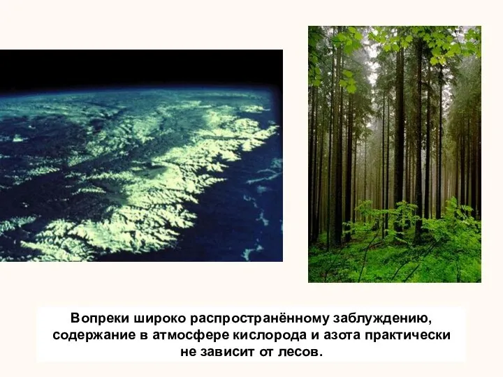Вопреки широко распространённому заблуждению, содержание в атмосфере кислорода и азота практически не зависит от лесов.