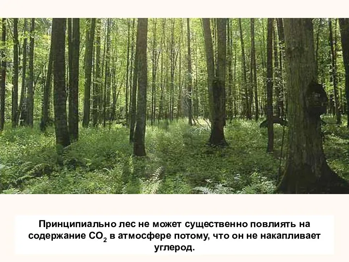 Принципиально лес не может существенно повлиять на содержание СО2 в атмосфере