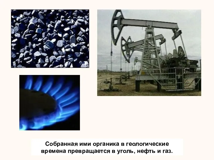 Собранная ими органика в геологические времена превращается в уголь, нефть и газ.