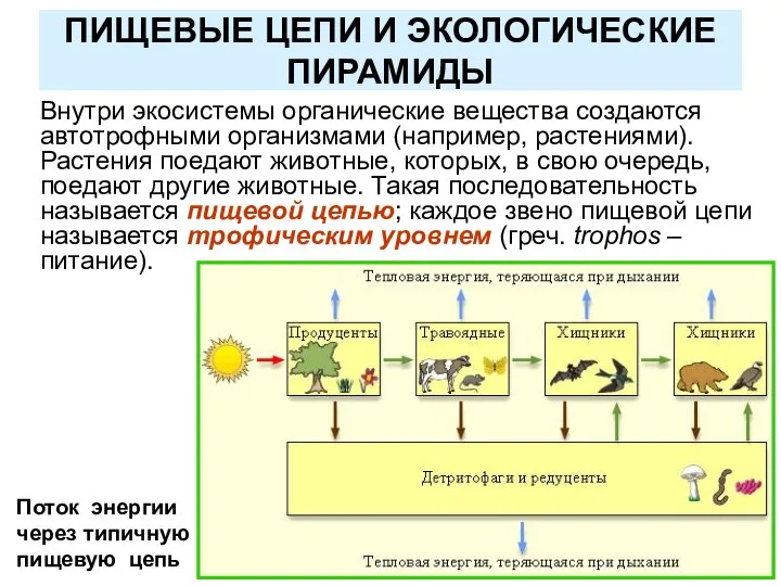 ПИЩЕВЫЕ ЦЕПИ И ЭКОЛОГИЧЕСКИЕ ПИРАМИДЫ Внутри экосистемы органические вещества создаются автотрофными