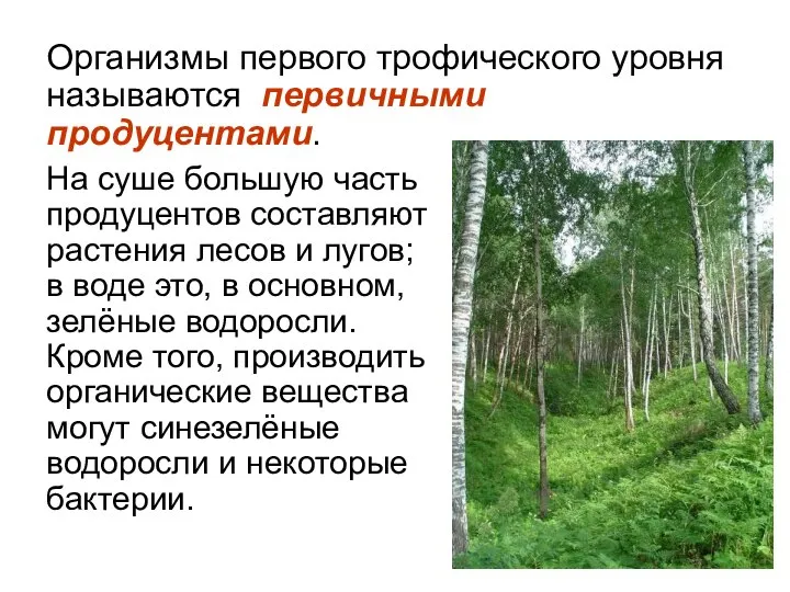 Организмы первого трофического уровня называются первичными продуцентами. На суше большую часть