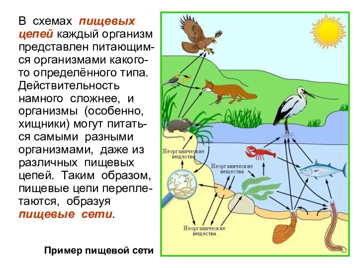 В схемах пищевых цепей каждый организм представлен питающим-ся организмами какого-то определённого