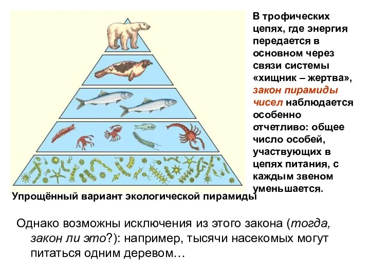 Упрощённый вариант экологической пирамиды В трофических цепях, где энергия передается в