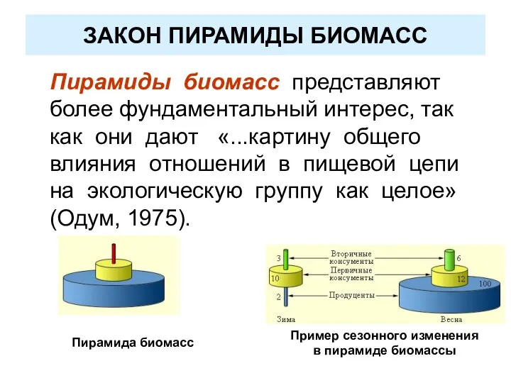 ЗАКОН ПИРАМИДЫ БИОМАСС Пирамиды биомасс представляют более фундаментальный интерес, так как