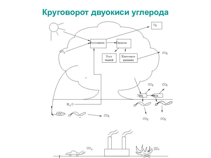 Круговорот двуокиси углерода